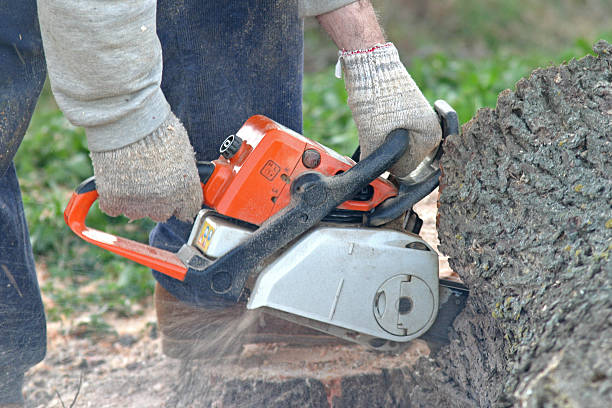 Professional Tree Services in Valrico, FL