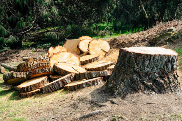 How Our Tree Care Process Works  in  Valrico, FL